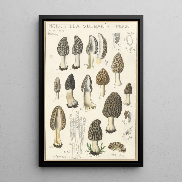 Morchella vulgaris - Hans Baldung — kehystetty taideteos seinällä