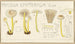 Mycena epipterygia - Hans Baldung — näkymä teoksesta