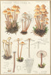 Mycena prolifera - Hans Baldung — näkymä teoksesta