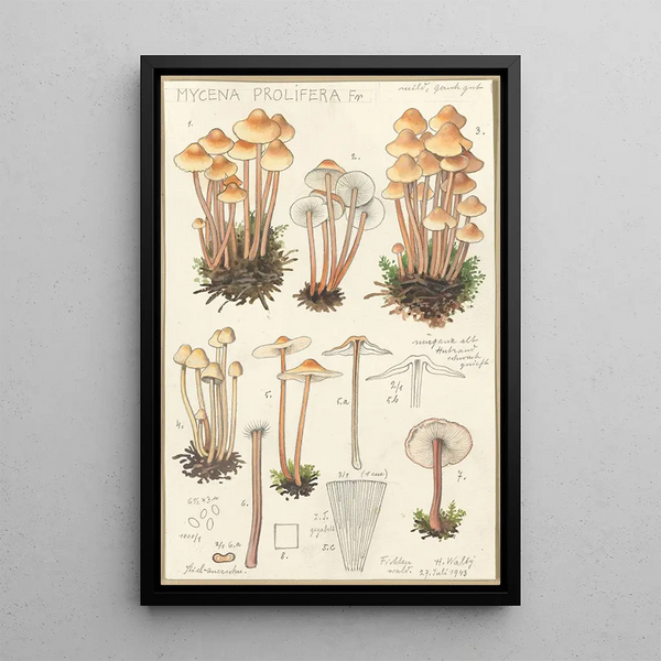 Mycena prolifera - Hans Baldung — kehystetty taideteos seinällä