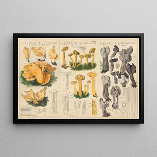 Hans Walty - Otidea leporina Leotia gelatinosa Helvella lacunosa.webp