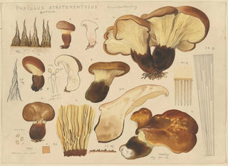 Hans Walty - Paxillus atrotomentosus Batsch.webp