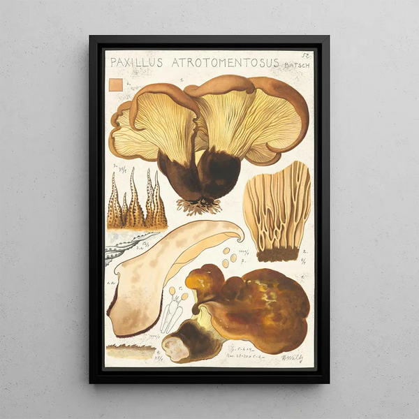 Paxillus atrotomentosus Batsch 2 - Hans Baldung — kehystetty taideteos seinällä
