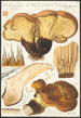 Paxillus atrotomentosus Batsch 2 - Hans Baldung — näkymä teoksesta