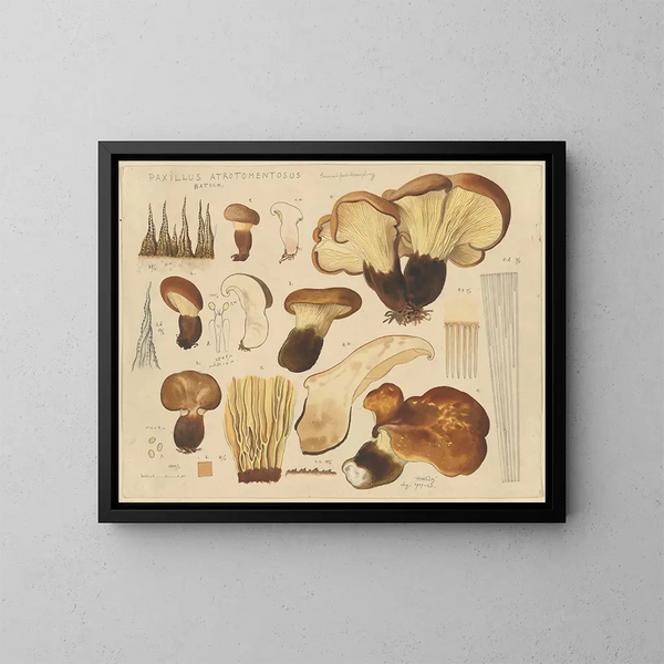 Paxille atrotomentueux - Hans Baldung — kehystetty taideteos seinällä