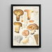 Paxillus involutus Batsch - Hans Baldung — kehystetty taideteos seinällä