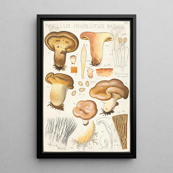 Paxillus involutus Batsch - Hans Baldung — kehystetty taideteos seinällä