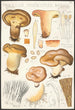 Paxillus involutus Batsch - Hans Baldung — näkymä teoksesta