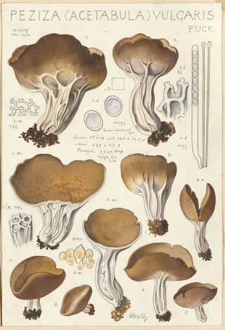 Hans Walty - Peziza acetabula vulgaris.webp