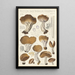 Peziza acetabula vulgaris - Hans Baldung — kehystetty taideteos seinällä