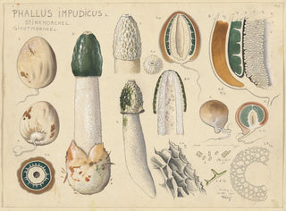 Hans Walty - Phallus impudicus L.webp