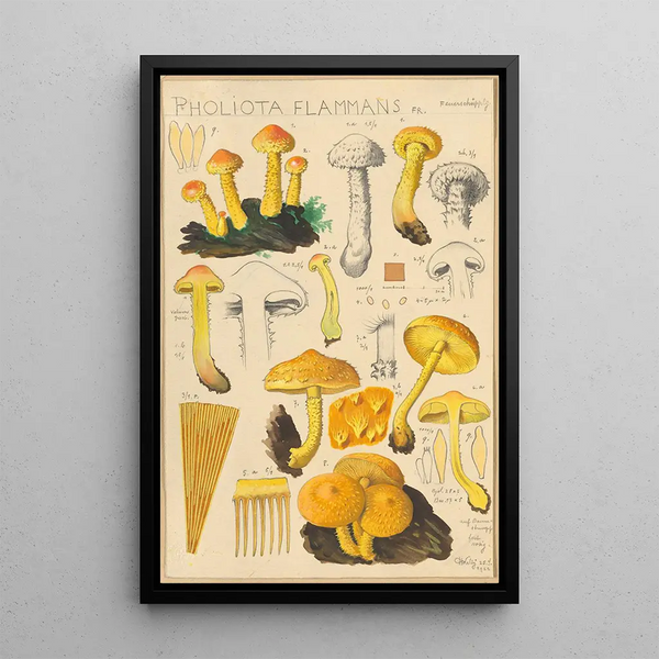 Pholiota flammans Pholiota caperata - Hans Baldung — kehystetty taideteos seinällä
