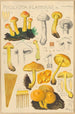 Pholiota flammans Pholiota caperata - Hans Baldung — näkymä teoksesta