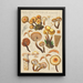 Pholiota mutabilis Schaeffer - Hans Baldung — kehystetty taideteos seinällä
