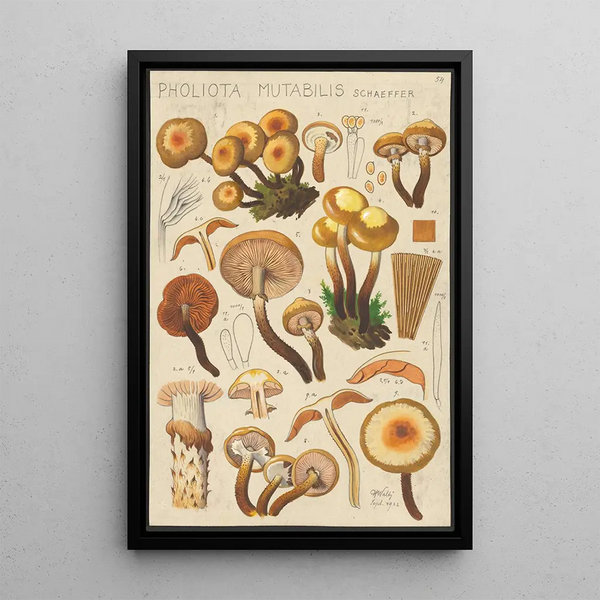 Pholiota mutabilis Schaeffer - Hans Baldung — kehystetty taideteos seinällä