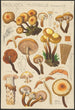 Pholiota mutabilis Schaeffer - Hans Baldung — näkymä teoksesta