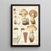 Pholiota radicosa Bull - Hans Baldung — kehystetty taideteos seinällä