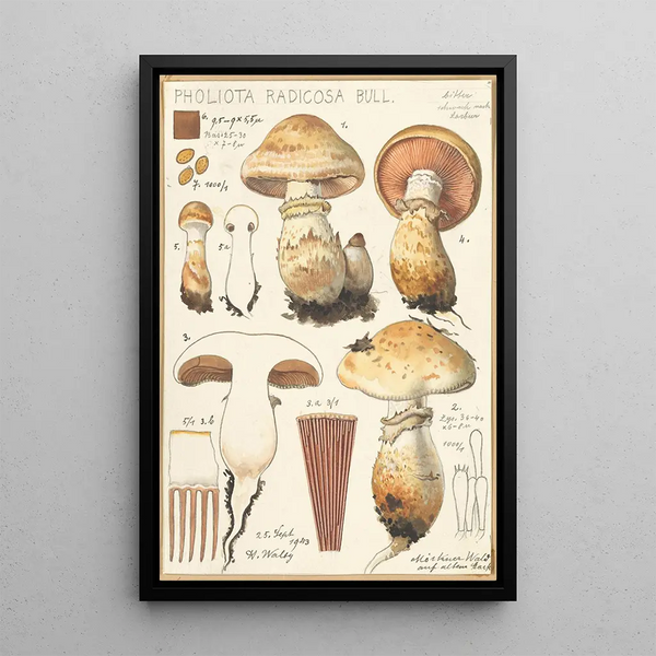 Pholiota radicosa Bull - Hans Baldung — kehystetty taideteos seinällä