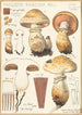 Pholiota radicosa Bull - Hans Baldung — näkymä teoksesta