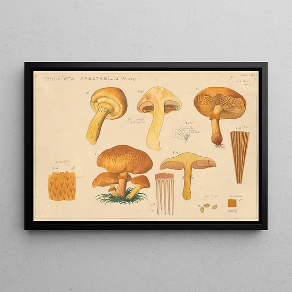 Pholiota spectabilis Fr 1828 - Hans Baldung — kehystetty taideteos seinällä