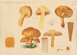 Hans Walty - Pholiota spectabilis Fr 1828.webp