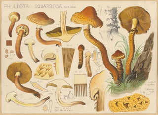 Pholiota squarrosa - Hans Baldung — näkymä teoksesta