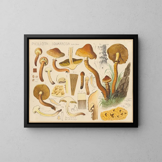 Pholiota squarrosa - Hans Baldung — kehystetty taideteos seinällä