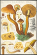 Pholiota squarrosa Mll - Hans Baldung — näkymä teoksesta
