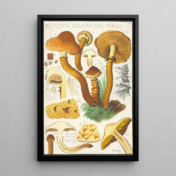 Pholiota squarrosa Mll - Hans Baldung — kehystetty taideteos seinällä