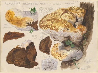 Placodes dryadeus pers - Hans Baldung — näkymä teoksesta