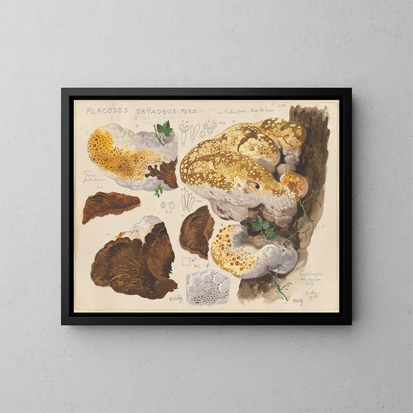 Placodes dryadeus pers - Hans Baldung — kehystetty taideteos seinällä