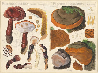 Placodes lucidus Placodes igniarus - Hans Baldung — näkymä teoksesta