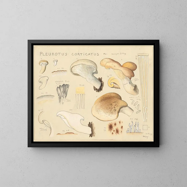 Pleurote corticatus - Hans Baldung — kehystetty taideteos seinällä