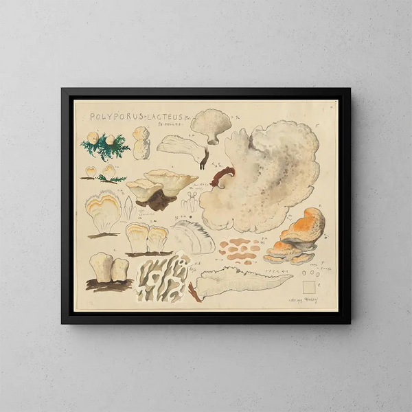 Polypore lacté - Hans Baldung — kehystetty taideteos seinällä