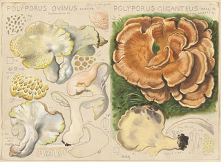 Polypore ovin ja Polypore géant - Hans Baldung — näkymä teoksesta