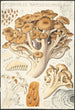 Polyporus ramosissimus Schff - Hans Baldung — näkymä teoksesta