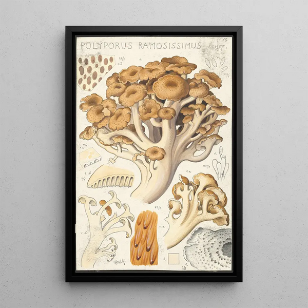 Polyporus ramosissimus Schff - Hans Baldung — kehystetty taideteos seinällä