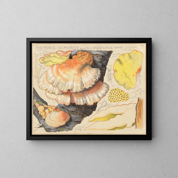 Polypore sulfuré - Hans Baldung — kehystetty taideteos seinällä