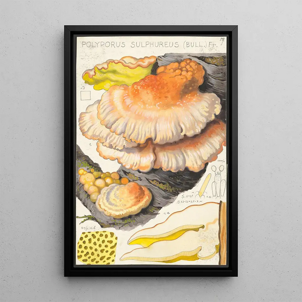 Polyporus sulfureus Bull Fr - Hans Baldung — kehystetty taideteos seinällä