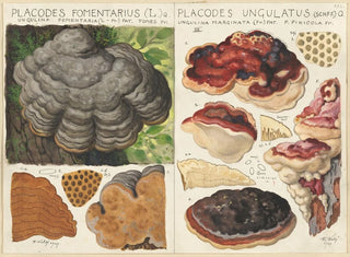 Polystictus fomentarius et Placodes ungulatus - Hans Baldung — näkymä teoksesta
