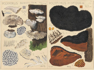 Hans Walty - Poyporus borealis Poyporus hispidus.webp