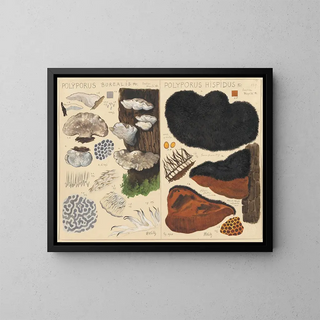 Hans Walty - Poyporus borealis Poyporus hispidus.webp