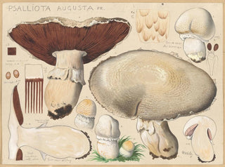 Psalliota augusta - Hans Baldung — näkymä teoksesta