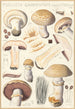 Psalliota campestris Psalliota campestris var umbrina - Hans Baldung — näkymä teoksesta