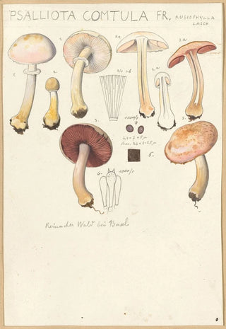 Hans Walty - Psalliota comtula.webp