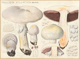Psalliota villatica - Hans Baldung — näkymä teoksesta