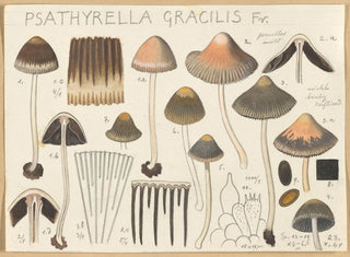 Psathyrella gracilis - Hans Baldung — näkymä teoksesta