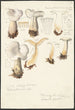 Psathyrella gracilis Clitocybe clavipes - Hans Baldung — näkymä teoksesta