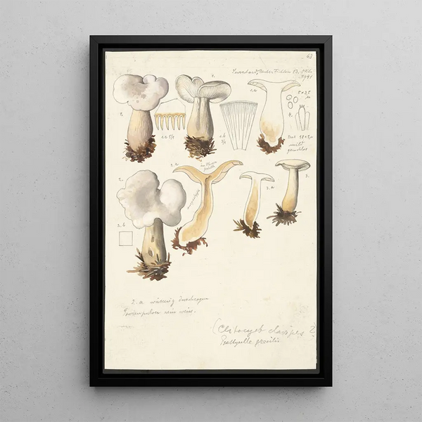 Psathyrella gracilis Clitocybe clavipes - Hans Baldung — kehystetty taideteos seinällä