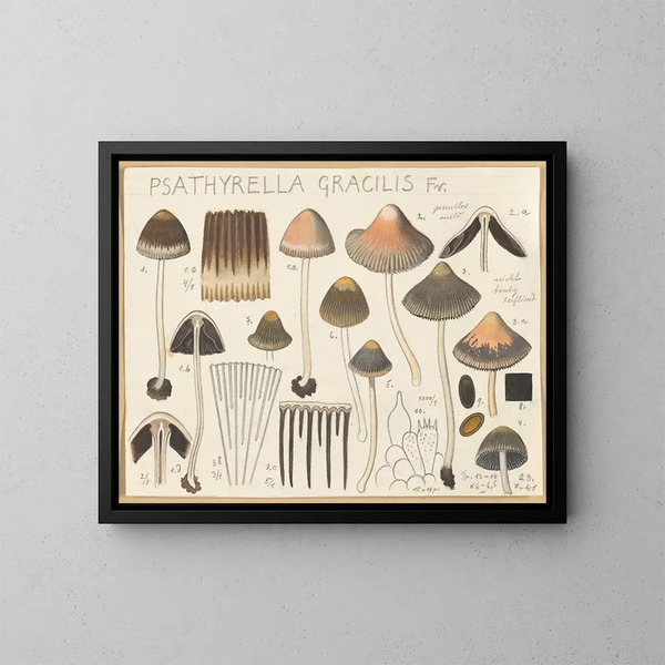 Psathyrella gracilis - Hans Baldung — kehystetty taideteos seinällä